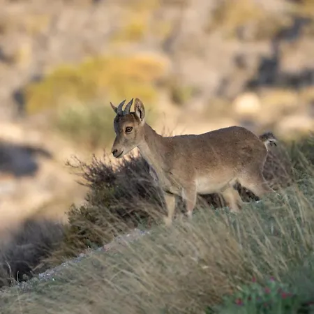 Cortijo El Albaricoque De La Sierra - De 75 Hectareas ! Nijar