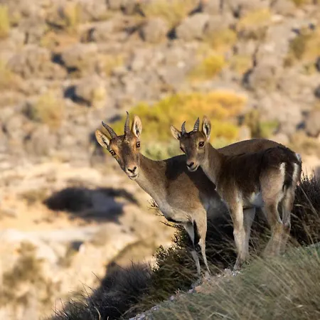 Βίλα Cortijo El Albaricoque De La Sierra - De 75 Hectareas ! *