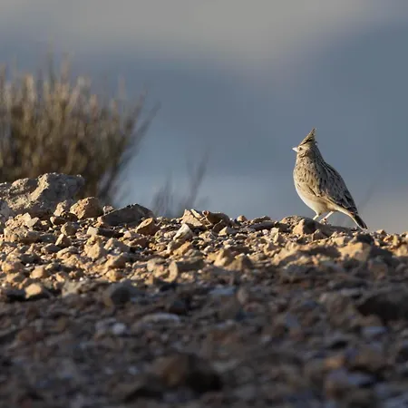 Βίλα Cortijo El Albaricoque De La Sierra - De 75 Hectareas ! Níjar